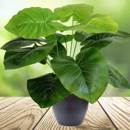 Go Hooked Pack Of 2 Green Artificial Monstera Plant with complimentary Black Nursery Pot image 5