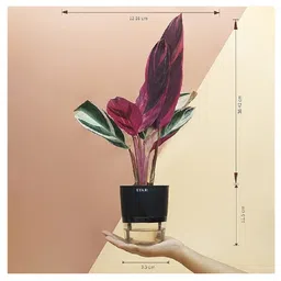 KYARI Calathea Triostar Indoor Plants for Living Room - Live Plants Plants with Black Self Watering Pot image 3