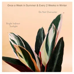 KYARI Calathea Triostar Indoor Plants for Living Room - Live Plants Plants with Black Self Watering Pot image 5