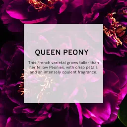 Victoria's Secret Bombshell Passion Body Lotion image 3