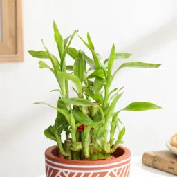 Lovely Two-Layer Bamboo Plant In Terracotta Planter image 5
