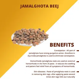 generic Natural Jamalgota Seeds (Croton Seed) - Herbal Remedy for Gastrointestinal Disorders, Constipation Relief, and Digestive Health Support | Pure Croton Tiglium Seed for Natural Wellness (50 Gm) image 4
