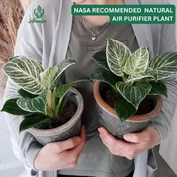 Amulya FARMS & NURSERY Air Purifying Variegated Indoor Live Plants for Table, Kitchen & Desk Decor | Rare Plant | Imported Plant | Small Size - Black Pot Included (Birkin Variegated) image 3
