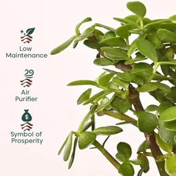 Kyari Good Luck Jade Plant with White Self Watering Pot - Small 4 Inch image 2