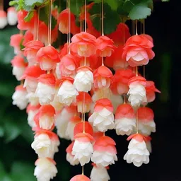 oakwood farms Oakwood Farms® Weeping begonia flower bulbs For Your home Gardening Pack of 2 bulbs (PINK) image 5