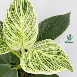 Amulya FARMS & NURSERY Air Purifying Variegated Indoor Live Plants for Table, Kitchen & Desk Decor | Rare Plant | Imported Plant | Small Size - Black Pot Included (Birkin Variegated) image 2