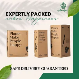 Amulya FARMS & NURSERY Air Purifying Variegated Indoor Live Plants for Table, Kitchen & Desk Decor | Rare Plant | Imported Plant | Small Size - Black Pot Included (Birkin Variegated) image 5