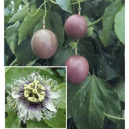 generic 2 PASSION FRUIT VINE PLANT OUTDOOR GARDEN LIVE ORGANIC HYBRID GRAFTED HEALTHY FRUIT TREE image 5
