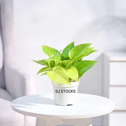 sj stocks SJ STOCKS™ Live Golden Money Plant I With Growbag. image 1