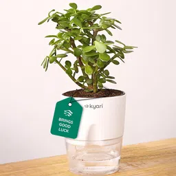 Kyari Good Luck Jade Plant with White Self Watering Pot - Small 4 Inch image 1