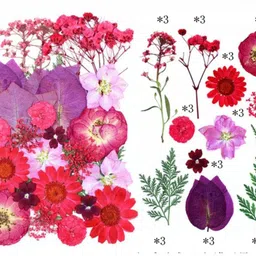 generic Pressed Dry Flowers for Resin Art (RED Purple) image 1