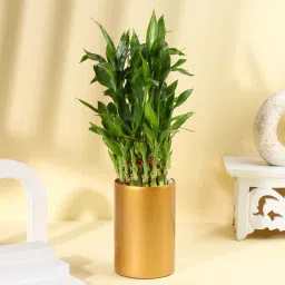 Lucky Bamboo Plant In Golden Pot-picture-10