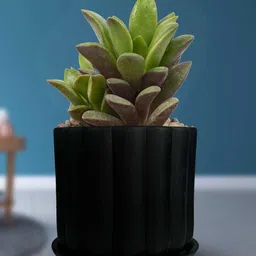 LASAKI Flona Black Ceramic Handmade Planter With Plate image 5