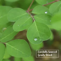 Online Quality Store Moringa Leaves Tea image 5