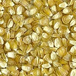 VIBEX -™ VXL-381 American Sweet Corn Seeds image 2