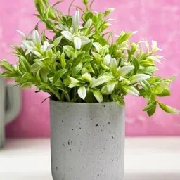 De Gardenia Yellow Eucalyptus Artificial Plant With Pot-picture-35