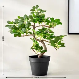 Home Centre Gloria Zen Green & Black Ficus Artificial Plant With Pot image 3
