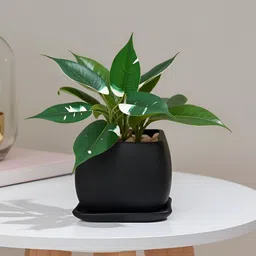 LASAKI Nebi Black Ceramic Handmade Planter With Plate-picture-27