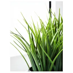paperi Green & Black 8 Pieces Rosmarinus Artificial Plants With Pot image 5