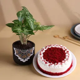 Syngonium Plant N Red Velvet Cake Combo-picture-19