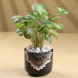 Syngonium Plant N Red Velvet Cake Combo image 3