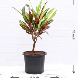 nurserylive Croton Codiaeum Variegatum With Pot Natural Plant image 3