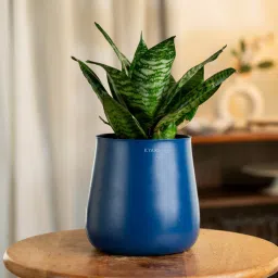 kyari Sansevieria Green Snake With Aura Pot- Blue image 1