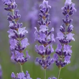 LECOBRIT Rare & Beautiful English Lavender Plant – Healthy & Thriving – Perfect for Home Gardening, Rooftop, Indoor & Outdoor Gardens – Pack of 1 with Grow Bag. image 2