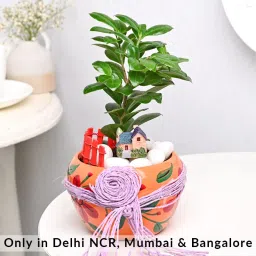 Floral Pot N Ficus Compacta Plant Combo-picture-20