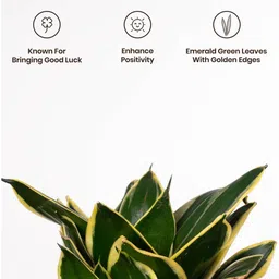 kyari Sansevieria Golden Hahnii Snake Plant With Self Watering Pot- Black image 4