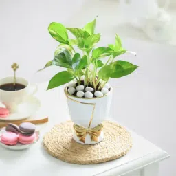 Bow of Abundance image 2