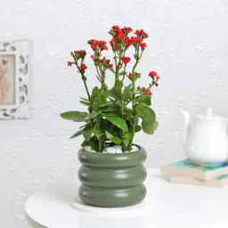 Kalanchoe Plant With Ceramic Green Planter-image-12