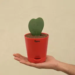 UGAOO Heart Hoya Succulent Live Plant with Pot image 3