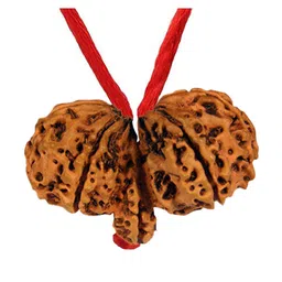 55carat Natural Certified Nepali Rudraksha 1 to 13 Mukhi Ganesh Gauri Shankar Simple Pendant with Red Thread Shiva Astrology Jewellery for Men Women image 1