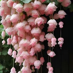 oakwood farms Oakwood Farms® Weeping begonia flower bulbs For Your home Gardening Pack of 2 bulbs (PINK) image 4