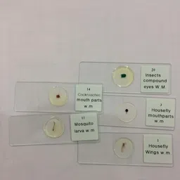 Root Microscope Slide Set| Set of 12 Slide| image 1