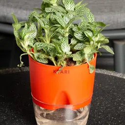 KYARI Fittonia Green Indoor Plants for Living Room Live Plants Plants with Red Self Watering Pot for Home Air purifier plants Plants for Home Decor-image-6