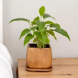 LASAKI Nebi Brown Ceramic Handmade Planter With Plate image 4