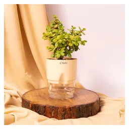 KYARI Good Luck Jade Plant Crassula Ovata Live Indoor Plants with Cream Self Watering Pot-image-19