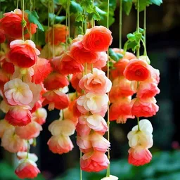oakwood farms Oakwood Farms® Weeping begonia flower bulbs For Your home Gardening Pack of 2 bulbs (PINK) image 2