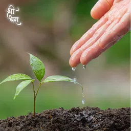 shridhara greens Shridhara’s Fungi Care – Advanced Plant Protection and Rejuvenation Solution for Healthy Growth image 5