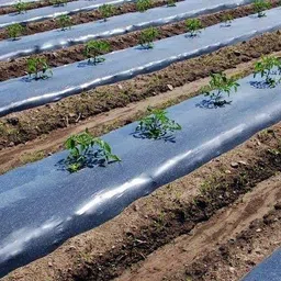 Siddhi Jai Hari 30 Micron 3.25 feet 400 Meter Plastic Mulching Film/Mulching Paper 1000mm (Width- 3.25 Foot) Length 400 Meter Thickness 30 microns image 2