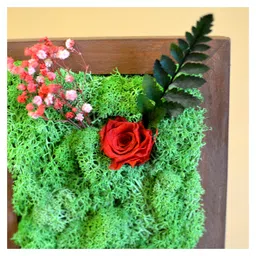 mybageecha A Dainty Bloom in Red Tabletop Preserved Moss Frame image 2