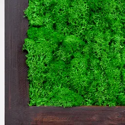mybageecha Dark Green Preserved Moss Frame with Dark Wood image 2