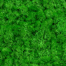 mybageecha Dark Green Preserved Moss Frame with Dark Wood image 3