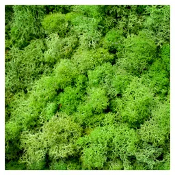 mybageecha Classic Green Preserved Moss Frame with Light Wood image 3