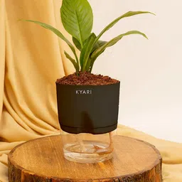 KYARI Peace Lily Indoor Plants for Living Room Live Plants Plants with Black Self Watering Pot for Home Air purifier plants Plants for Home Decor-image-55