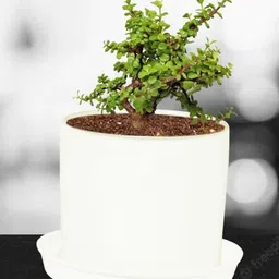 LASAKI White Ceramic Planter With Plate-picture-17