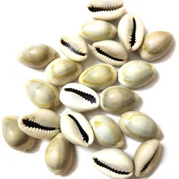 RUKDA Natural Cowrie/Kawri/Kodi Shells - Essential for Lakshmi Puja, Daily Rituals, and Exquisite Handcrafted Jewelry, Wall Hangings, and Sari Embellishments - Set of 11 Pieces image 1