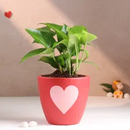 Money Plant In Romantic Heart Pot-image-12